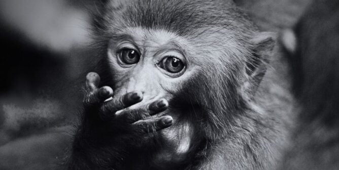 A monkey covering their mouth