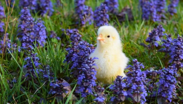 A baby chicken in a flower field