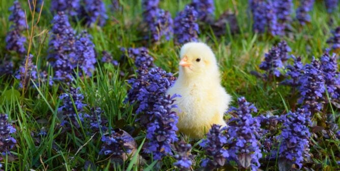 A baby chicken in a flower field