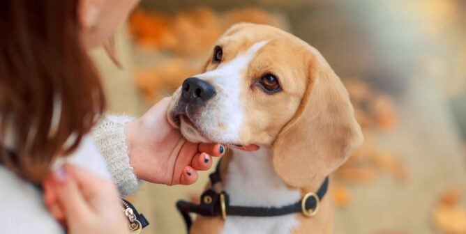 Person gently holding a beagle's head