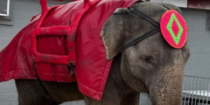 Betty the elephant