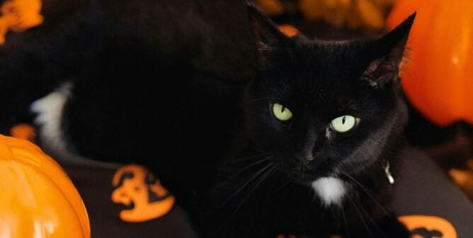 A black cat on a pumpkin printed blanket