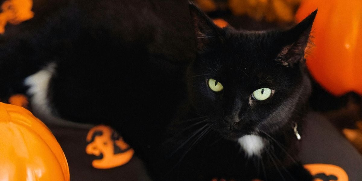 A black cat on a pumpkin printed blanket