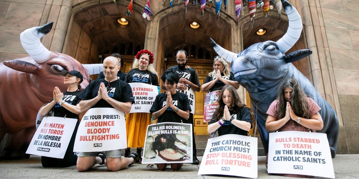 A demo with inflatable bulls and protestors