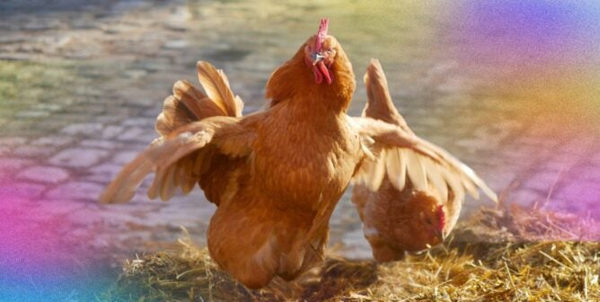 A hen flapping her wings