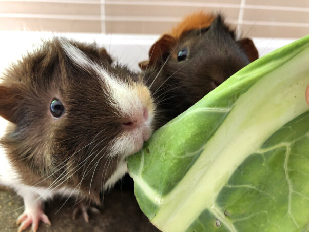 guinea pigs eating lettuce