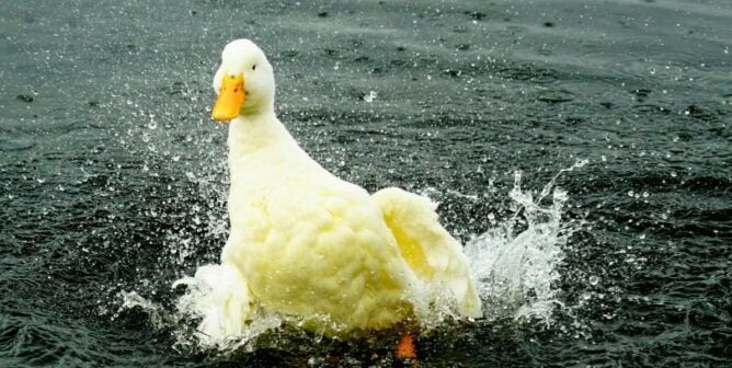 A duck splashing in the water