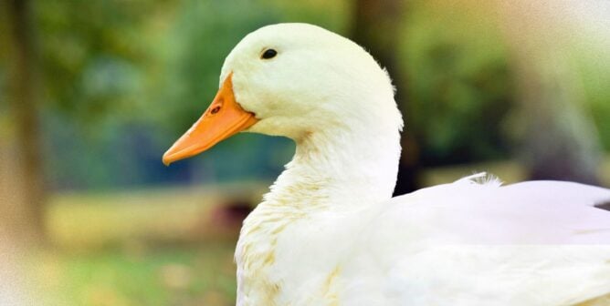 A happy white duck