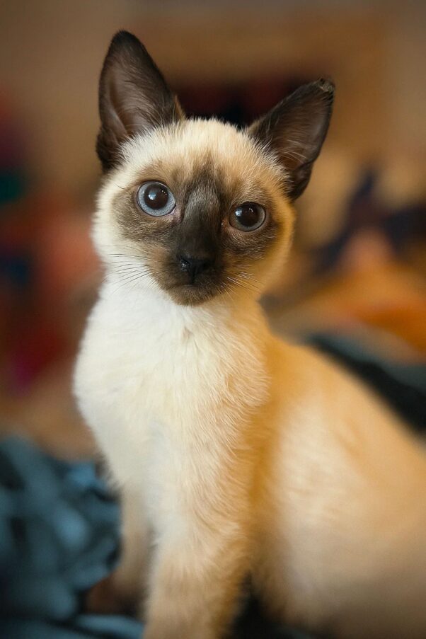 Yoda, a siamese kitten