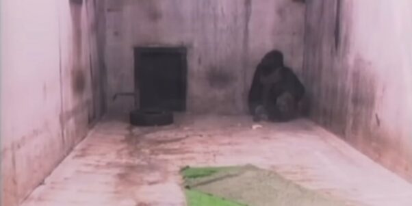 Ivan the gorilla in the corner of his cell