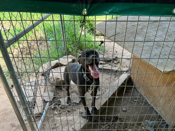A black dog in a broken down pen
