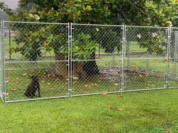 A black dog in a pen
