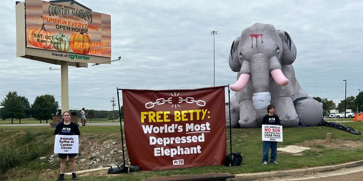 An inflatable elephant with a banner reading Free Betty: World's Most Depressed Elephant