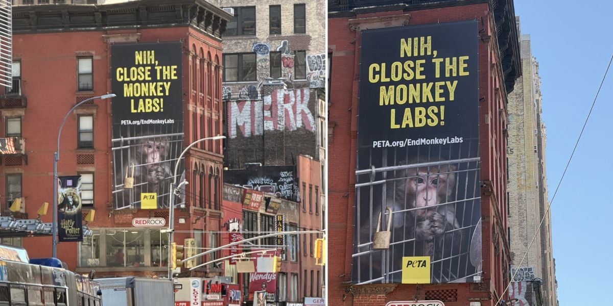 A billboard with a photo of a monkey in a cage