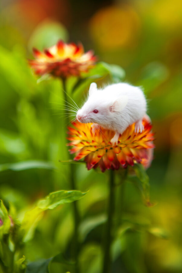 a white mouse on a flower