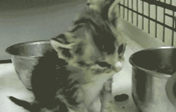 A kitten unable to stand.