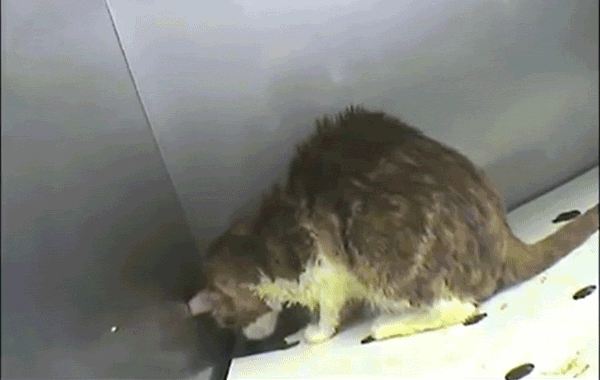 A stressed, hunched over kitten.