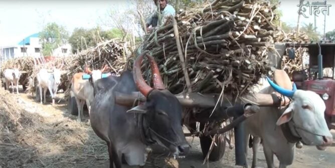 Bulls forced to carry sugar