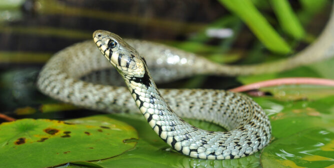 a snake on green leaves in water