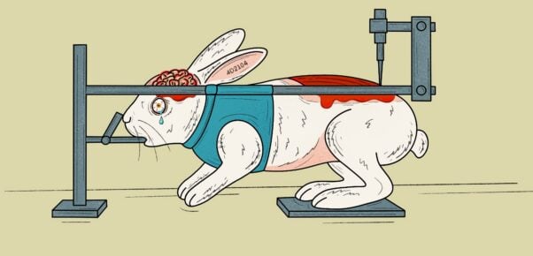 Illustration of a vivisected rabbit