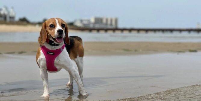 a happy beagle on the beach