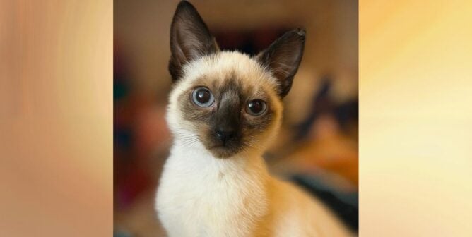 Yoda, a Siamese mix kitten
