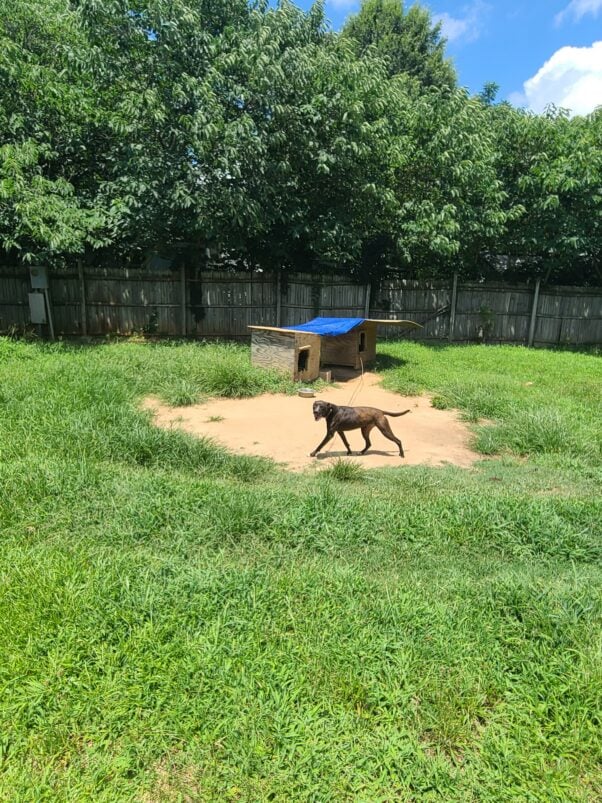 Angel, a brown mix in a yard