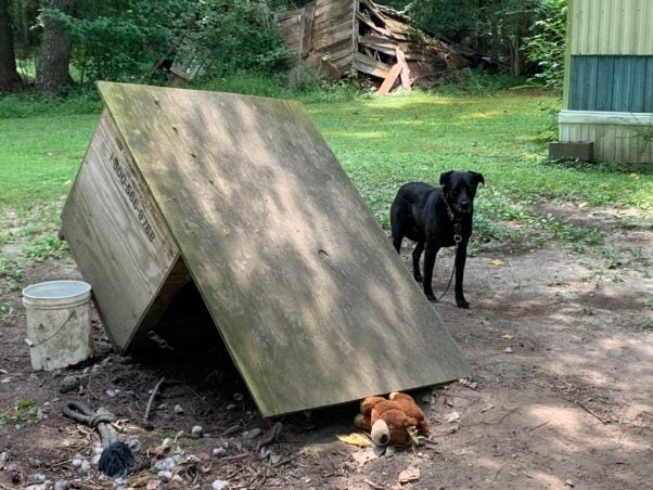 A chained black dog