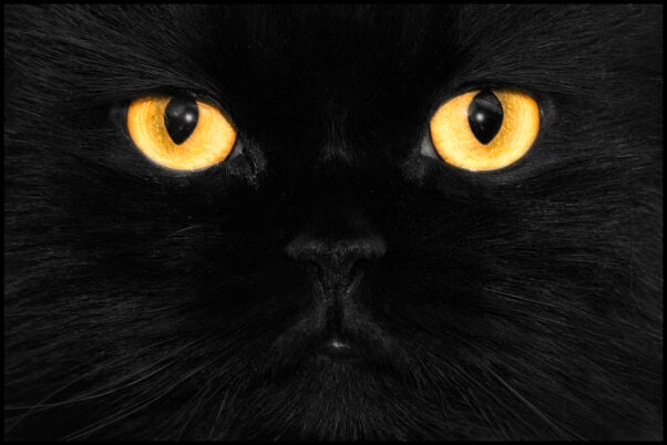 Black Cat