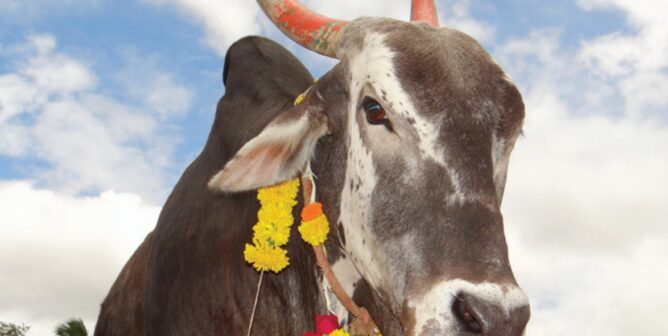 a bullock named Thomas