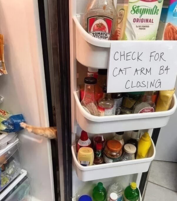 a cat arm in a fridge door hinge