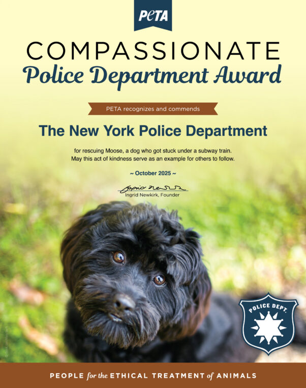 Compassionate Police Department Award for the NYPD