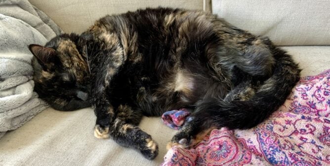 Senior cat with arthritis