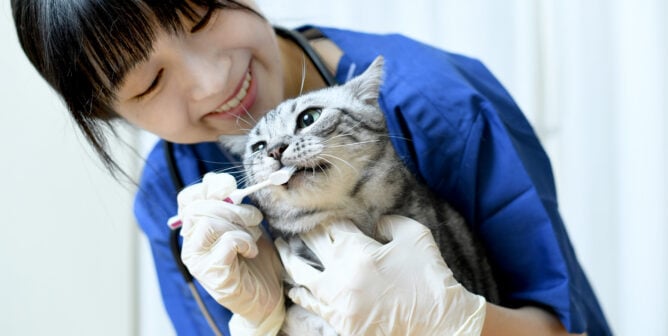 Cat having teeth brushed by vet