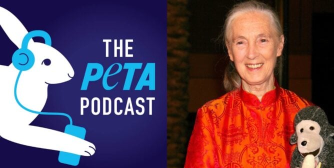 jane goodall and The PETA podcast logo