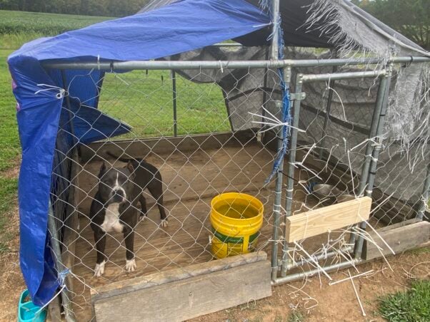 A black and white dog in a cage
