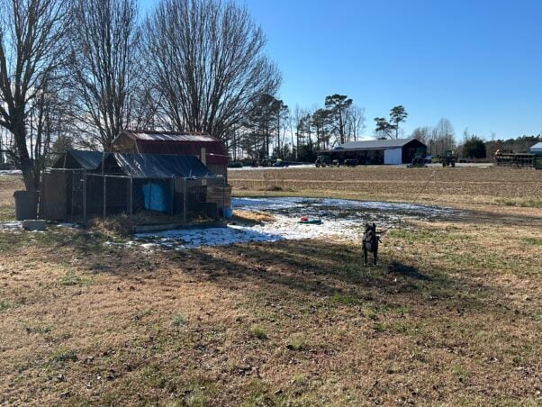 A dog on a runner set up