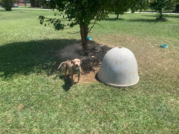 Mia, a tan pitbull chained to a tree