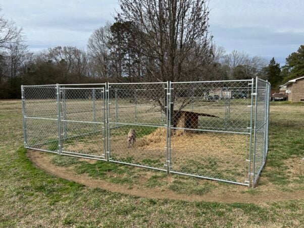 Mia in a fence enclosure