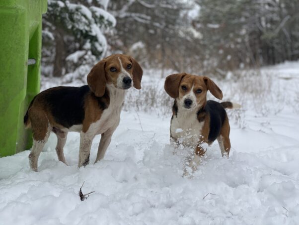 Two beagles standing in the snow