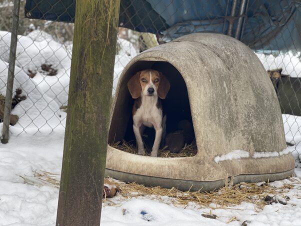 Mouth in a plastic dog house