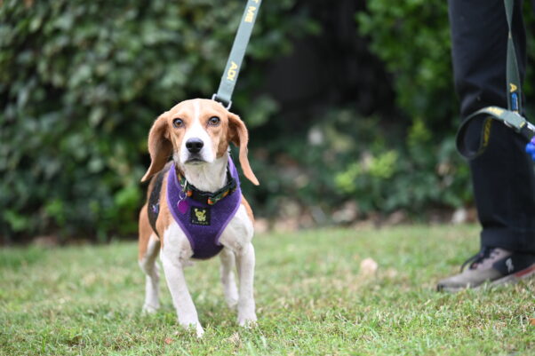 Mouth in a purple harness