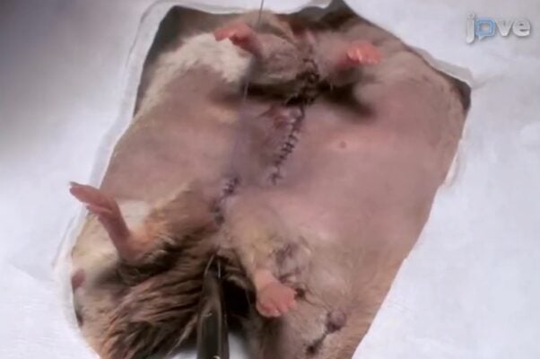 Two mice sutured together