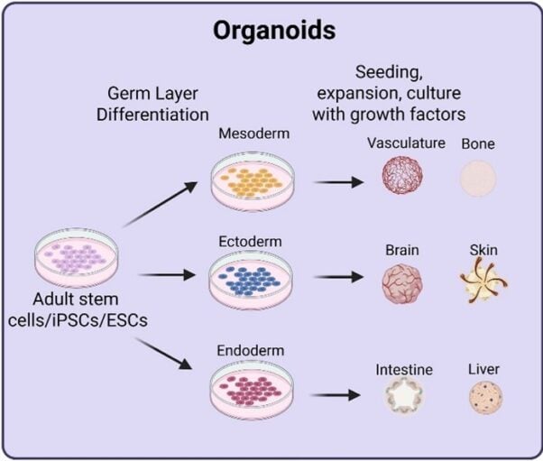 Organoids graphic