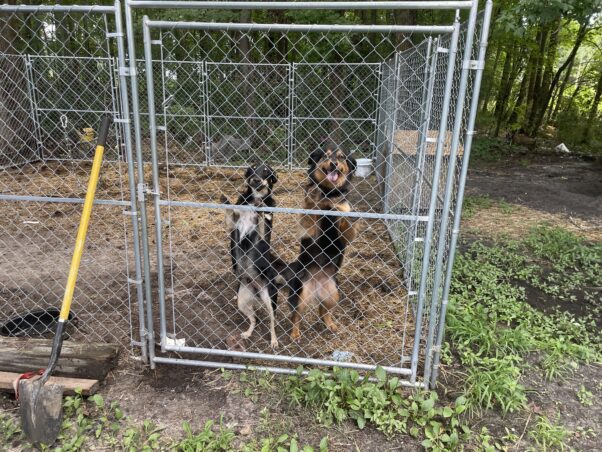 Two dogs in an enclosure