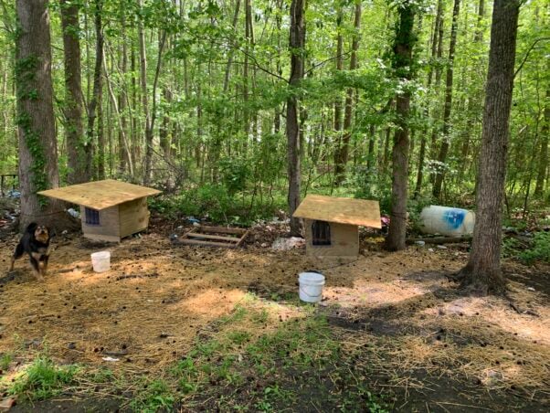 Chained dogs in a wooded area