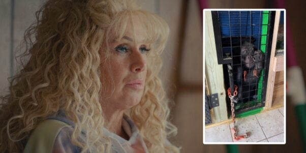 tonia haddix and a chimpanzee named tonka