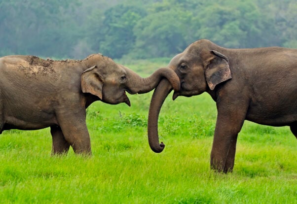 two elephants in a meadow