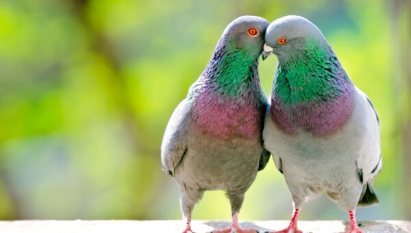 two pigeons embracing each other