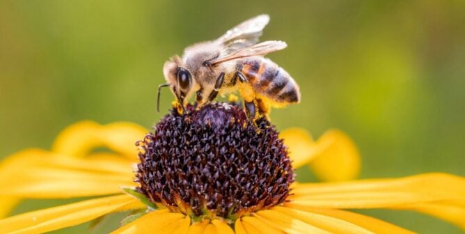 Vegan Bee Options